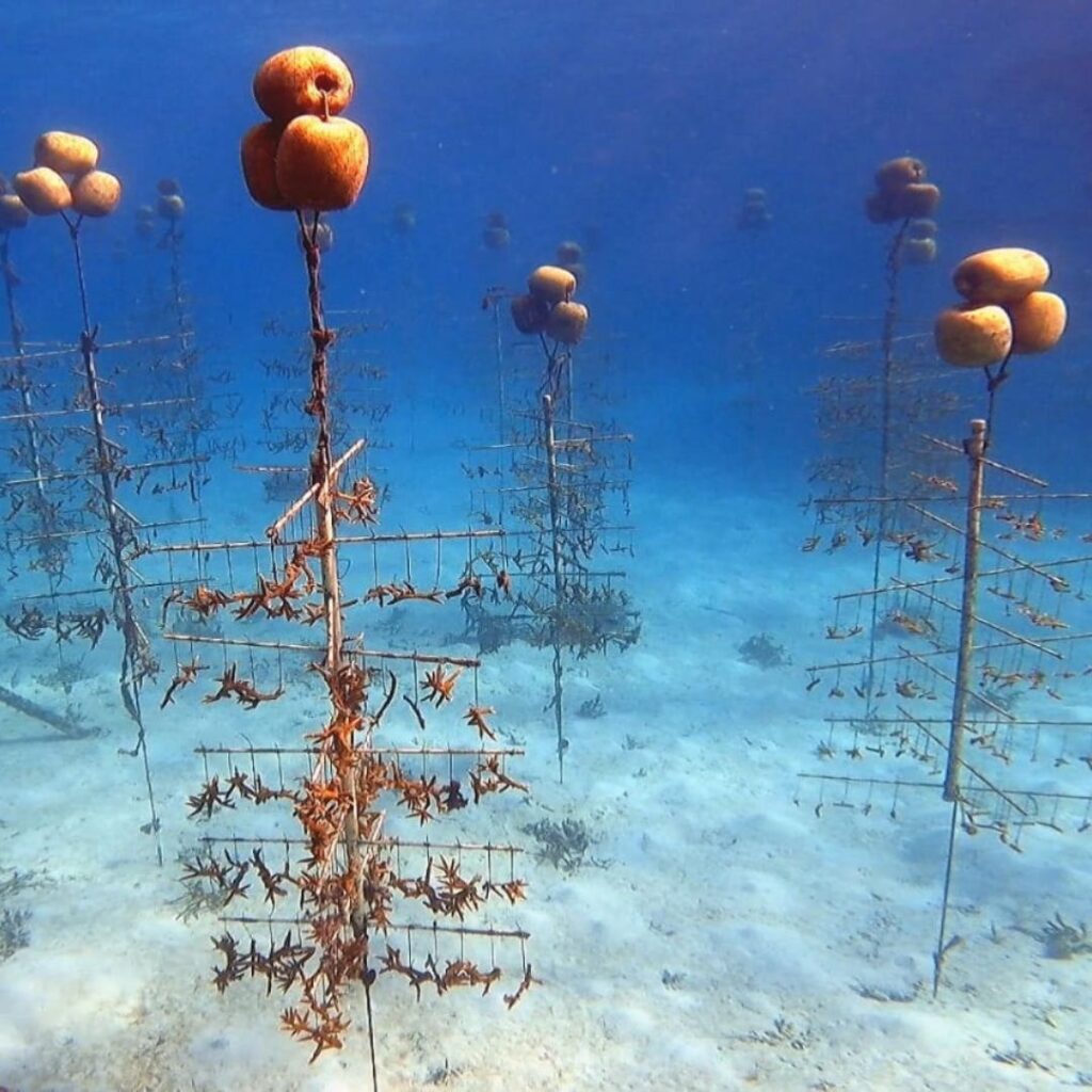 Guarderías de coral