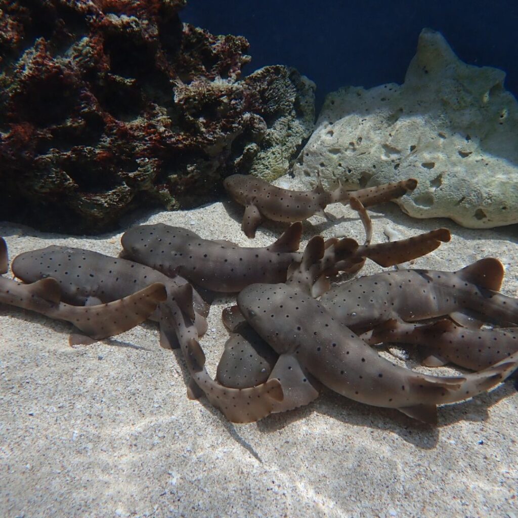 Elasmobranquios